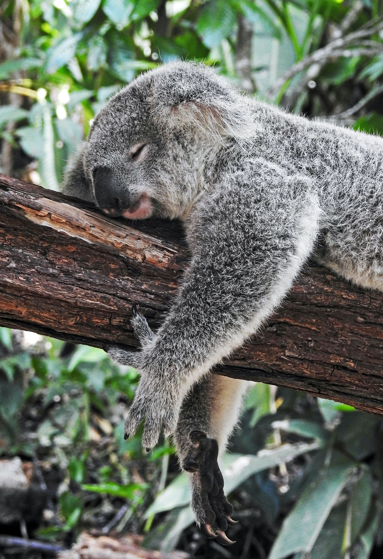 ARBOTERAPIA KOALA